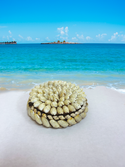 Seashell Jewelry Box